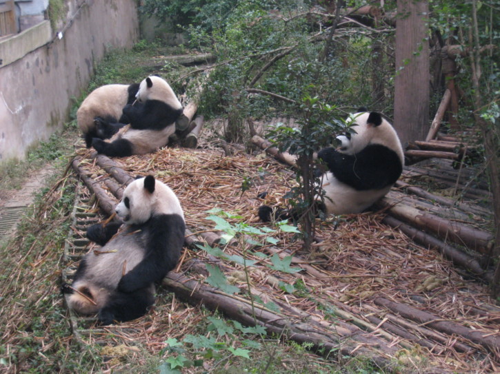 Giant Panda cubs eating bamboo