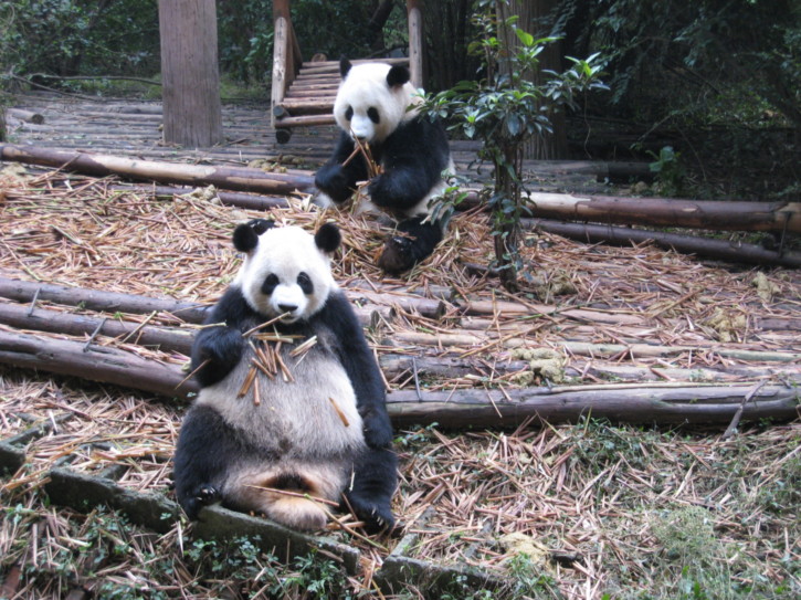 Giant Panda cubs eating bamboo