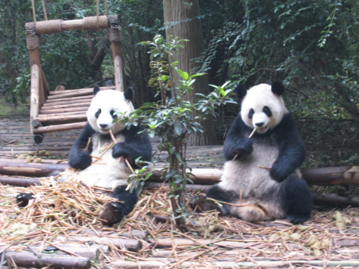 Giant Panda cubs eating bamboo