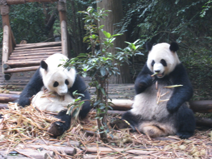Giant Panda cubs eating bamboo
