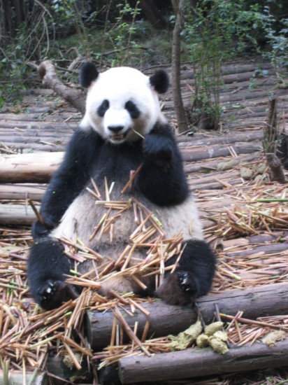 Giant Panda cub eating bamboo