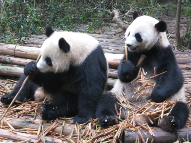 Giant Panda cubs eating bamboo