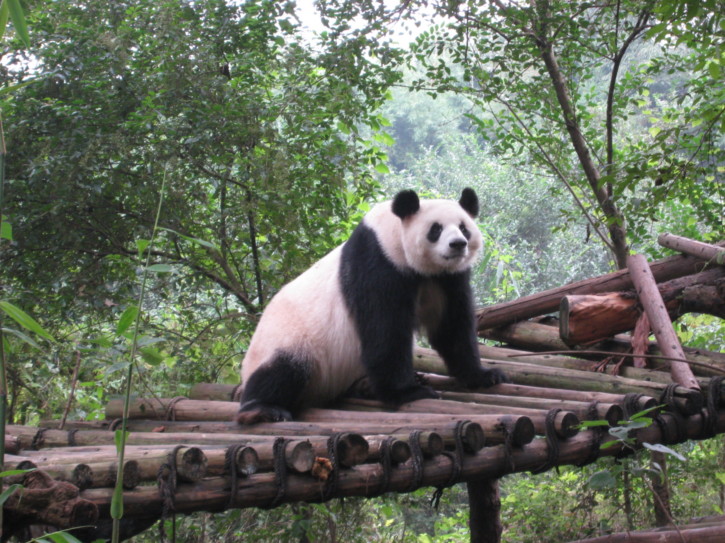 Sub-adult panda