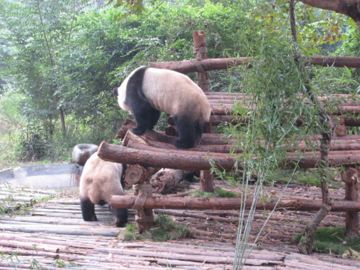Two adult pandas playing