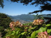Flowers and Lake Kawaguchi