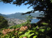Flowers and Lake Kawaguchi