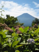 Flowers and Mount Fuji
