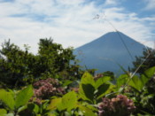 Flowers and Mount Fuji