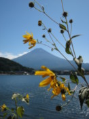 Mount Fuji seen through flowers