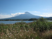 Mount Fuji, flowers and Lake Kawaguchi