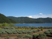 Botanical garden on the shore of Lake Kawaguchi