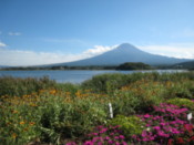 Botanical garden on the shore of Lake Kawaguchi