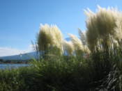 Botanical garden on the shore of Lake Kawaguchi