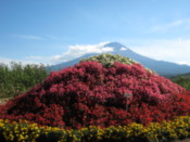 Botanical garden on the shore of Lake Kawaguchi