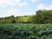 Ueno Park