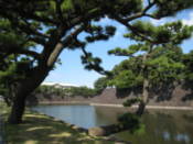 Tree hanging over the Imperial Palace moat