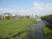 Kamo river