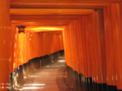 Torii at the Fushimi-Inari shrine