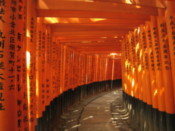 Torii at the Fushimi-Inari shrine