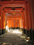 Torii at the Fushimi-Inari shrine