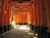 Torii at the Fushimi-Inari shrine