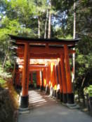 Torii at the Fushimi-Inari shrine