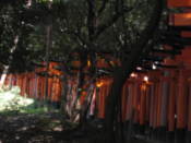 Torii at the Fushimi-Inari shrine