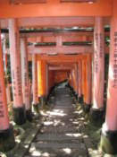 Torii at the Fushimi-Inari shrine