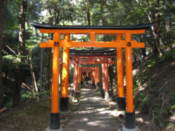 Torii at Fushimi-Inari shrine