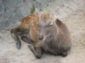 Nara deer