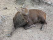 Nara deer
