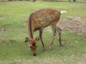 Nara deer