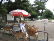 Deer food seller surprisingly popular with deer