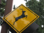 A deer warning road sign