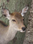 Deer