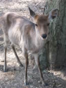 Deer