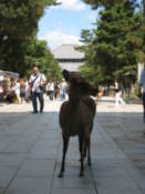 Deer on the approach to Todai Temple