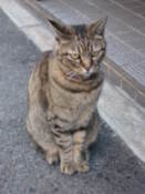 Hotel cat provided cuteness for all guests