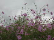 Flowers in Wolseong Park