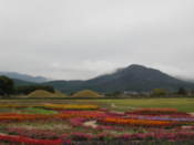 Flowers in Wolseong Park
