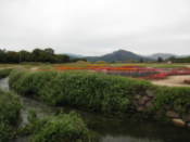 Flowers in Wolseong Park