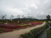 Flowers in Wolseong Park
