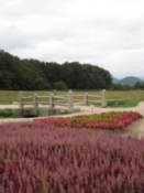 Flowers in Wolseong Park