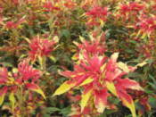 Flowers in Wolseong Park