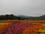 Flowers in Wolseong Park