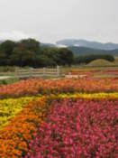 Flowers in Wolseong Park