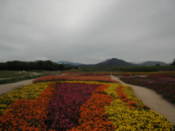 Flowers in Wolseong Park