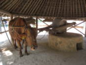 Cow hauling a corn grinder