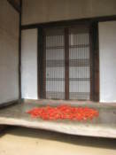 Chillis drying in the sun