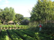 Vegetables growing, with scarecrow